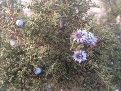 Juniper Flowers Utah by HLWolfe. Used under a CC BY-SA 4.0 license.