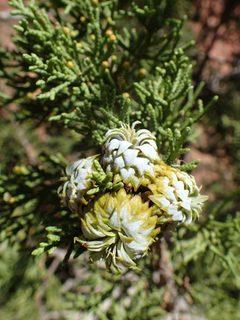 Oligotrophus betheli kz02 by Kenraiz. Used under a CC BY-SA 4.0 license.