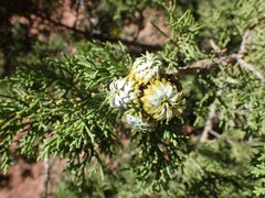 Oligotrophus betheli kz03 by Kenraiz. Used under a CC BY-SA 4.0 license.