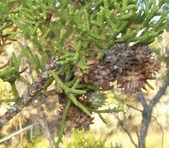 Utah juniper cones 1 by Toiyabe at English Wikipedia. Used under a CC BY-SA 3.0 license.