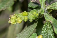 Rhopalomyia audibertiae galls by Chloe and Trevor Van Loon. Used under a CC BY 4.0 license.