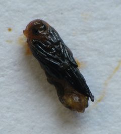 Rhopalomyia clarkei pupa by Beatriz Moisset. Used under a CC BY-SA 4.0 license.