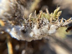 Rhopalomyia floccosa 1 by Daniel Das. Used under a CC0 license.