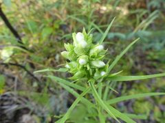 Rhopalomyia lobata galls by Christian Grenier. Used under a CC0 license.