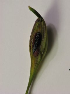 Rhopalomyia pedicellata larva in gall by Beatriz Moisset. Used under a CC BY-SA 4.0 license.