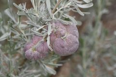 Rhopalomyia pomum gall by Chloe and Trevor Van Loon. Used under a CC BY 4.0 license.