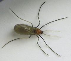 Rhopalomyia solidaginis adult by Beatriz Moisset. Used under a CC BY-SA 4.0 license.