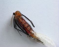 Rhopalomyia solidaginis eclosion by Beatriz Moisset. Used under a CC BY-SA 4.0 license.