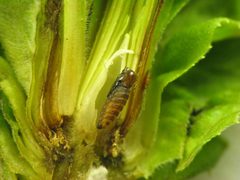 Rhopalomyia solidaginis pupa in gall by Beatriz Moisset. Used under a CC BY-SA 4.0 license.