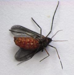 Rhopalomyia solidaginis ventral by Beatriz Moisset. Used under a CC BY-SA 4.0 license.