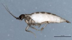 Pnyxia scabiei female by CBG Photography Group, Centre for Biodiversity Genomics. Used under a CC BY 3.0 license.