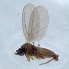 Pnyxia scabiei male by CBG Photography Group, Centre for Biodiversity Genomics. Used under a CC BY 3.0 license.
