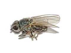 Canacea macateei by Arturo Santos. Used under a CC BY 4.0 license.