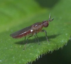 Ectecephala albistylum P1260785a by 
xpda. Used under a CC BY-SA 4.0 license.