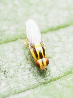 Thaumatomyia glabra 140683345 by Katja Schulz. Used under a CC BY 4.0 license.