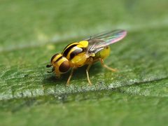 Thaumatomyia glabra 140683356 by Katja Schulz. Used under a CC BY 4.0 license.