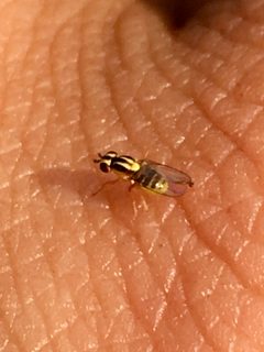 Thaumatomyia glabra 148172317 by Mathew Zappa. Used under a CC BY 4.0 license.