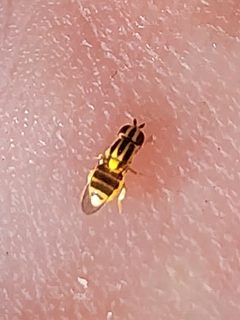 Thaumatomyia glabra 313695909 by Kaden Slone. Used under a CC BY 4.0 license.