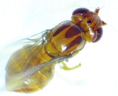 Thaumatomyia pulla 169514006 by Ken Kneidel. Used under a CC0 license.