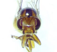 Thaumatomyia pulla 169514028 by Ken Kneidel. Used under a CC0 license.