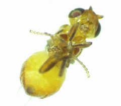 Thaumatomyia pulla 169519297 by Ken Kneidel. Used under a CC0 license.