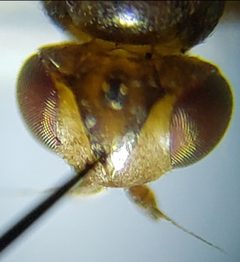Thaumatomyia pulla 57319741 by Arturo Santos. Used under a CC BY 4.0 license.
