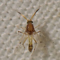 Stilobezzia coquilletti - inat 50889739 by {{{name}}}. Used under a CC BY-SA 4.0 license.