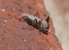 Sphaeromias longipennis by Robert Webster. Used under a CC BY-SA 4.0 license.