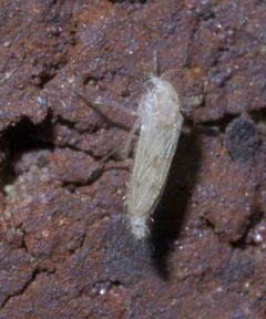 Chaoborus maculipes P1490886a by 
xpda. Used under a CC BY-SA 4.0 license.