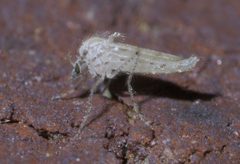 Chaoborus maculipes P1490887a by
xpda. Used under a CC BY-SA 4.0 license.
