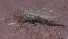 Chaoborus punctipennis P1290021a by 
xpda. Used under a CC BY-SA 4.0 license.