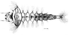 PSM V63 D467 Eucorethra underwoodi larva by Unknown authorUnknown author. Used under a Public domain license.