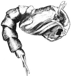 PSM V63 D468 Eucorethra underwoodi pupa by Unknown authorUnknown author. Used under a Public domain license.