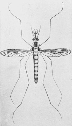 PSM V63 D469 Eucorethra underwoodi by Unknown authorUnknown author. Used under a Public domain license.