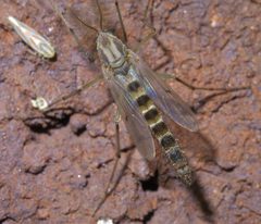 Chironomus crassicaudatus P1570795a by
xpda. Used under a CC BY-SA 4.0 license.