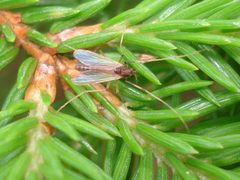 Chironomidae sp. 01 by Sanja565658. Used under a CC BY-SA 3.0 license.