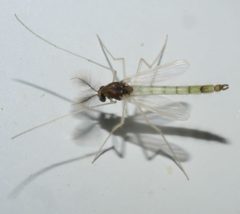 Endochironomus nigricans - inat 388200964 by {{{name}}}. Used under a CC BY-SA 4.0 license.