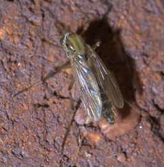 Goeldichironomus carus P1550950a by 
xpda. Used under a CC BY-SA 4.0 license.