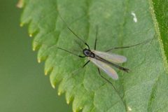 Paratendipes.albimanus.-.lindsey by James K. Lindsey. Used under a CC BY-SA 3.0 license.