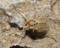 Coelotanypus concinnus - inat 56858945 by {{{name}}}. Used under a CC BY-SA 4.0 license.