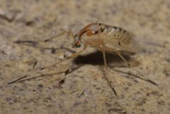 Coelotanypus concinnus - inat 56858952 by {{{name}}}. Used under a CC BY-SA 4.0 license.