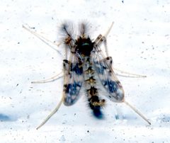 Psectrotanypus dyari 5410040 by psweet. Used under a CC BY-SA 4.0 license.