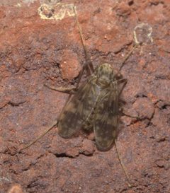 Psectrotanypus dyari P1170500b by 
xpda. Used under a CC BY-SA 4.0 license.