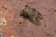 Psectrotanypus dyari P1170501a by 
xpda. Used under a CC BY-SA 4.0 license.