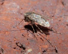 Ablabesmyia annulata - inat 367565438 by {{{name}}}. Used under a CC BY-SA 4.0 license.