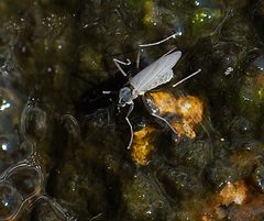 Telmatogeton japonicus by Staffan Kyrk. Used under a CC BY-SA 3.0 license.