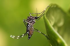 Aedes aegypti by Muhammad Mahdi Karim. Used under a GFDL 1.2 license.