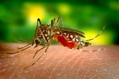 Aedes aegypti bloodfeeding CDC Gathany by James Gathany. Used under a Public domain license.