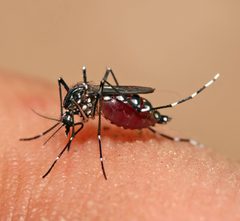 Aedes aegypti feeding by Muhammad Mahdi Karim. Used under a GFDL 1.2 license.