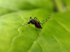 Aedes aegypti on leaf by Wee Hong. Used under a CC BY-SA 4.0 license.